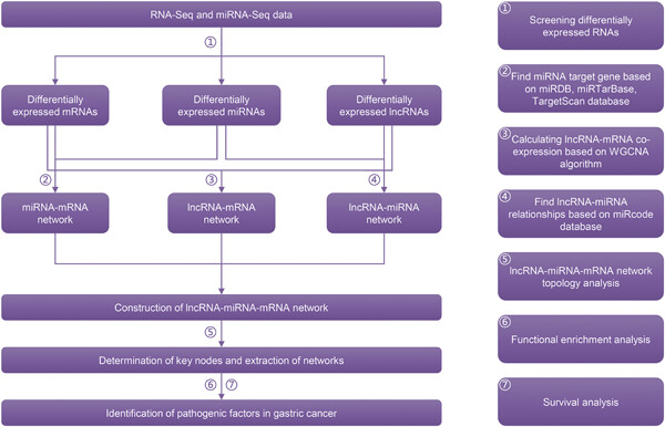 Identification of the complex regulatory relationships related to gastric cancer from lncRNA-miRNA-mRNA network