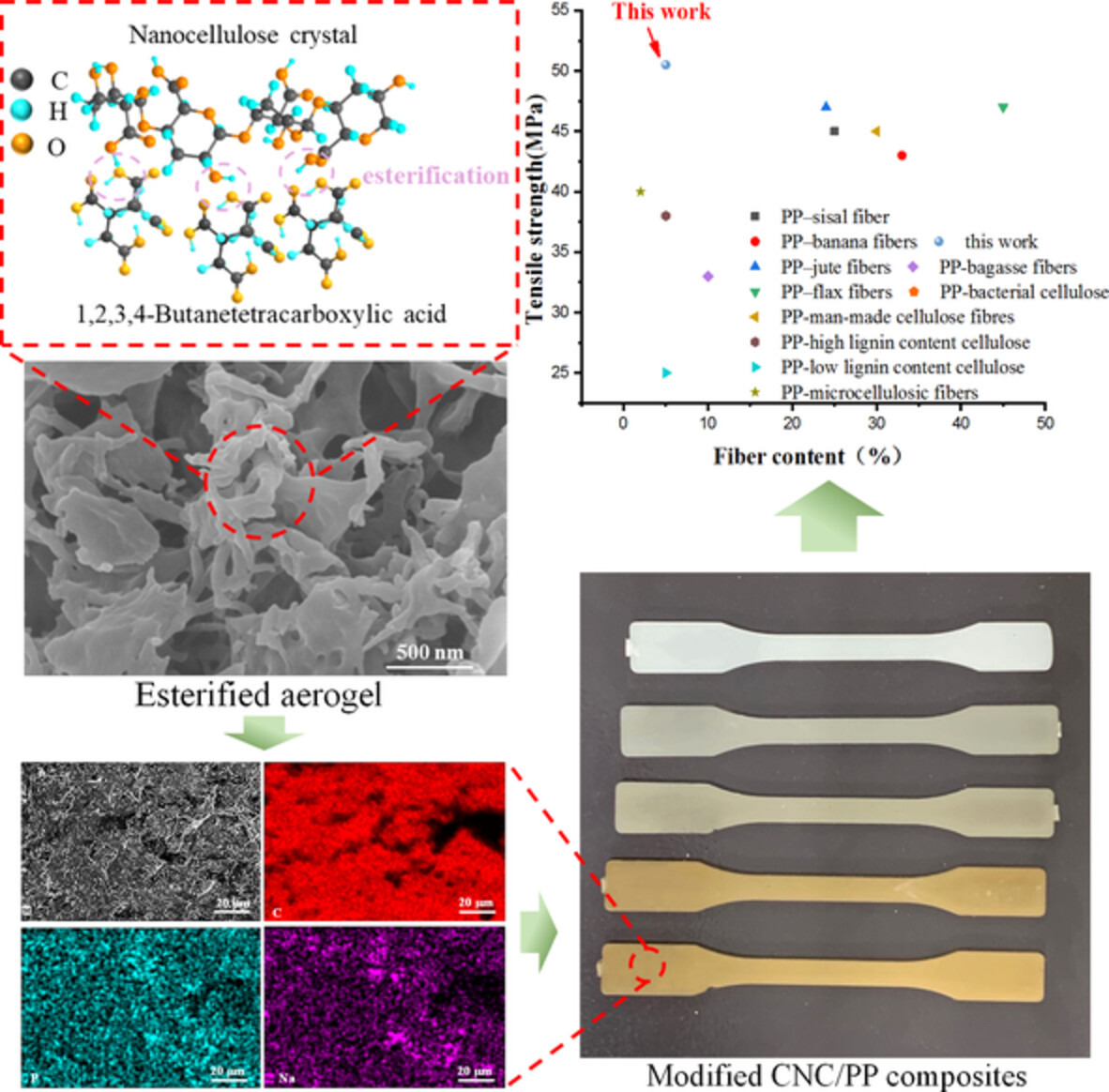 Preparation of BTCA-esterified cellulose nanocrystals and effects on mechanical and thermal properties of polypropylene composites