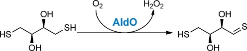 The Oxidation of Thiols by Flavoprotein Oxidases: a Biocatalytic Route to Reactive Thiocarbonyls