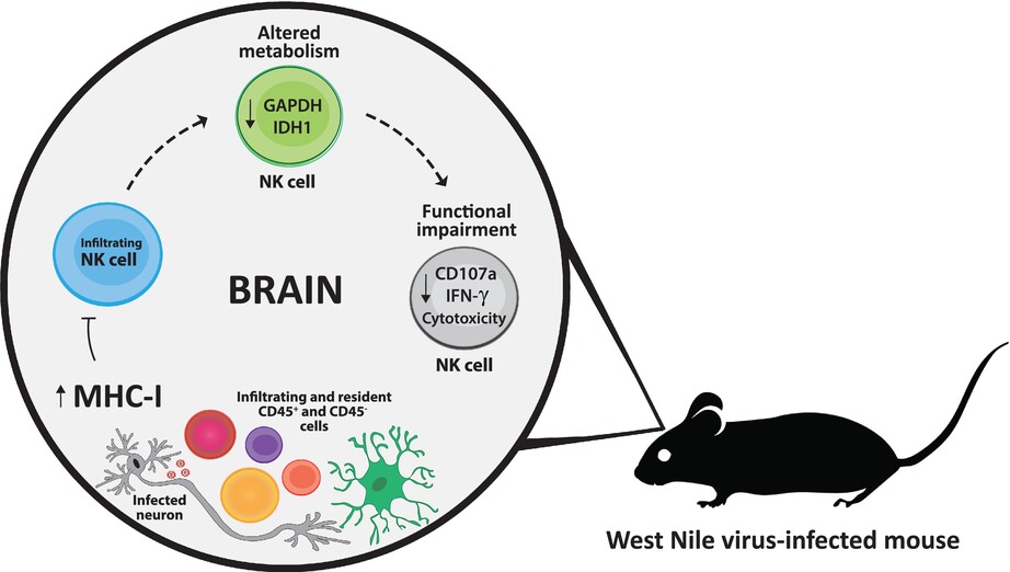 NK cell profiling in West Nile virus encephalitis reveals potential metabolic basis for functional inhibition