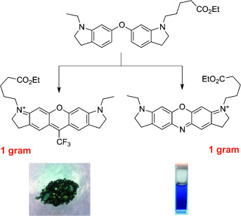 A Common Diaryl Ether Intermediate for the Gram-Scale Synthesis of Oxazine and Xanthene Fluorophores