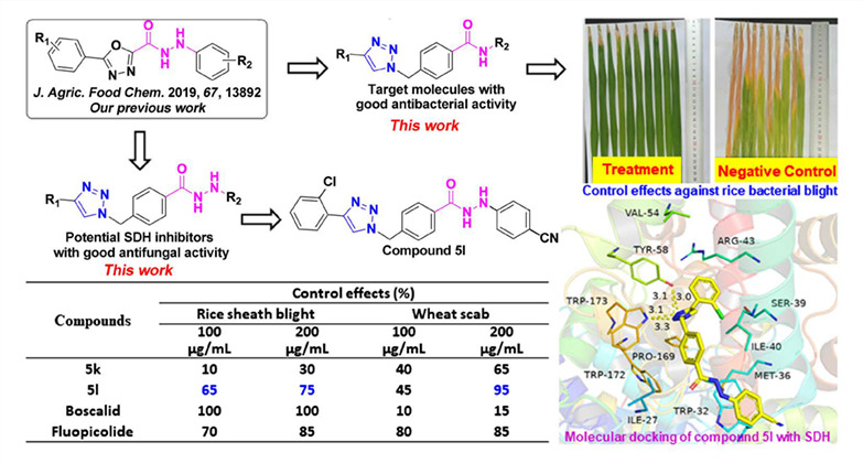 Synthesis, Antimicrobial Activity, and Molecular Docking of Benzoic Hydrazide or Amide Derivatives Containing a 1,2,3-Triazole Group as Potential SDH Inhibitors
