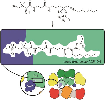 Trapping the Complex Molecular Machinery of Polyketide and Fatty Acid Synthases with Tunable Silylcyanohydrin Crosslinkers