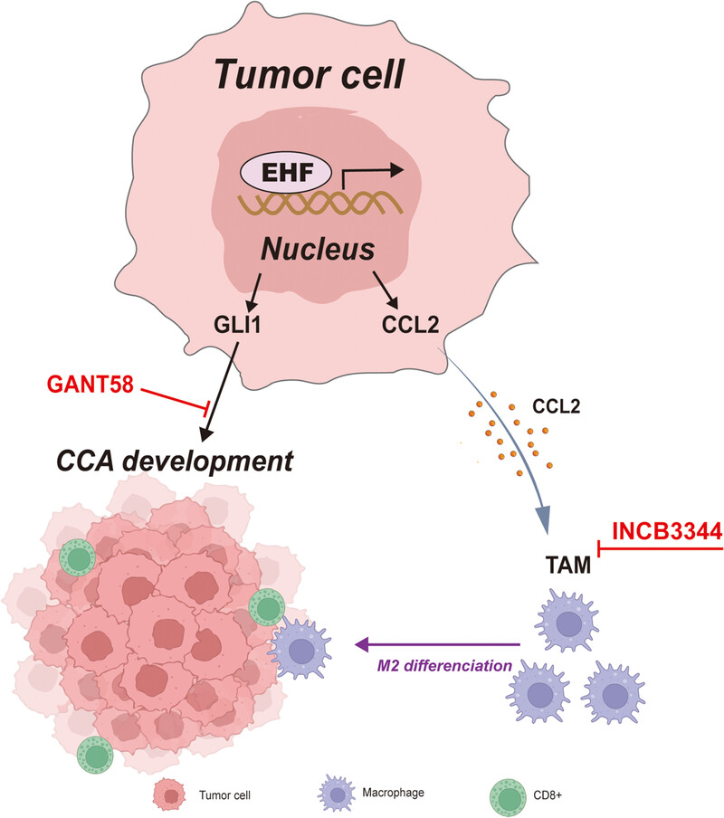 Transcription factor EHF drives cholangiocarcinoma development through transcriptional activation of glioma-associated oncogene homolog 1 and chemokine CCL2