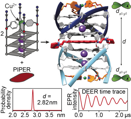 Präzise Abstandsmessungen in DNA-G-Quadruplex-Dimeren und Sandwichkomplexen über gepulste dipolare EPR-Spektroskopie