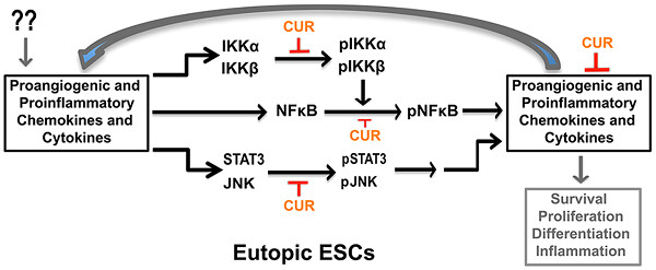 Curcumin attenuates proangiogenic and proinflammatory factors in human eutopic endometrial stromal cells through the NF-κB signaling pathway