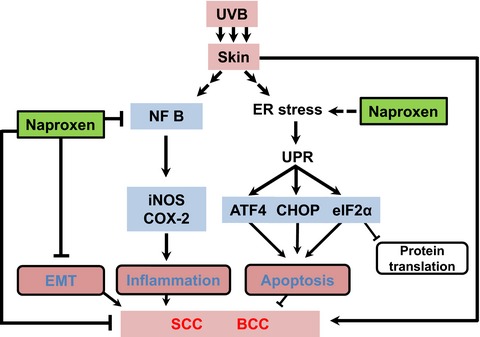Naproxen Inhibits UVB-induced Basal Cell and Squamous Cell Carcinoma Development in Ptch1+/−/SKH-1 Hairless Mice