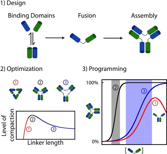 Design and Thermodynamics Principles to Program the Cooperativity of Molecular Assemblies