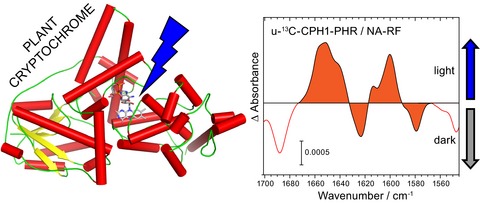 Light-Induced Conformational Changes in the Plant Cryptochrome Photolyase Homology Region Resolved by Selective Isotope Labeling and Infrared Spectroscopy