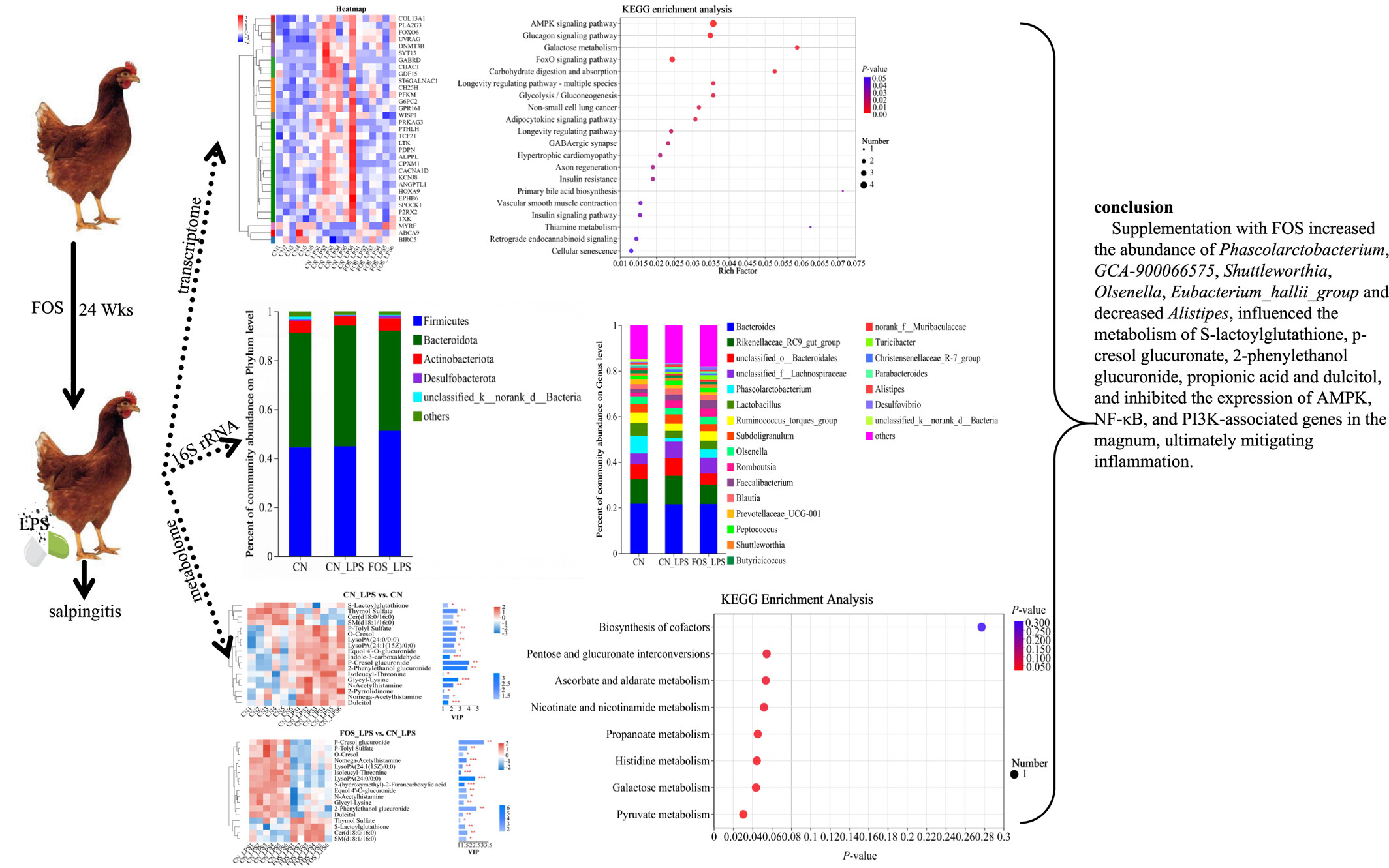 Multi-Omics Insights Into the Role of Fructooligosaccharides Supplementation in Alleviating Salpingitis in Laying Hens Issue ,