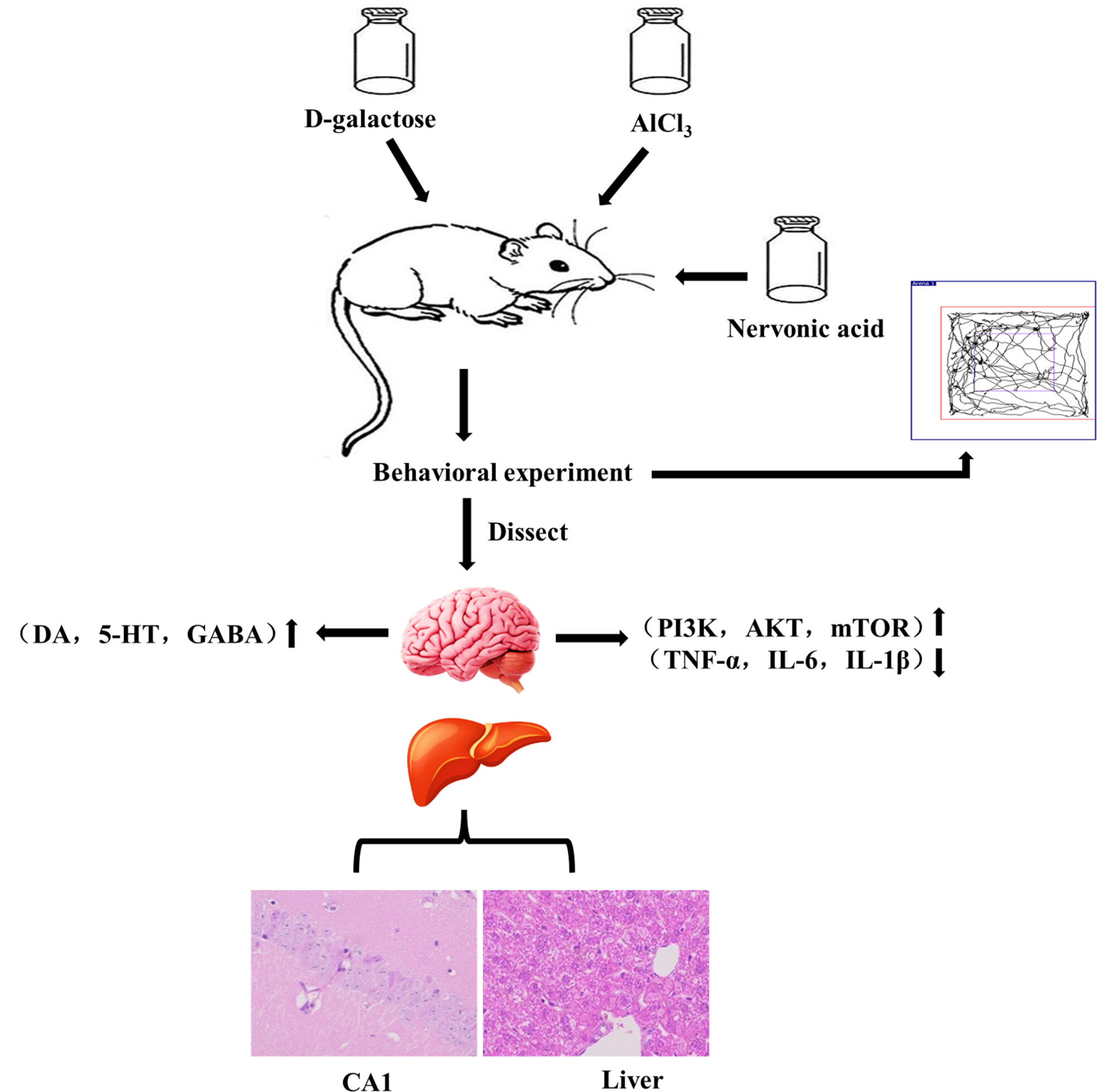 Nervonic acid reduces the cognitive and neurological disturbances induced by combined doses of D-galactose/AlCl3 in mice