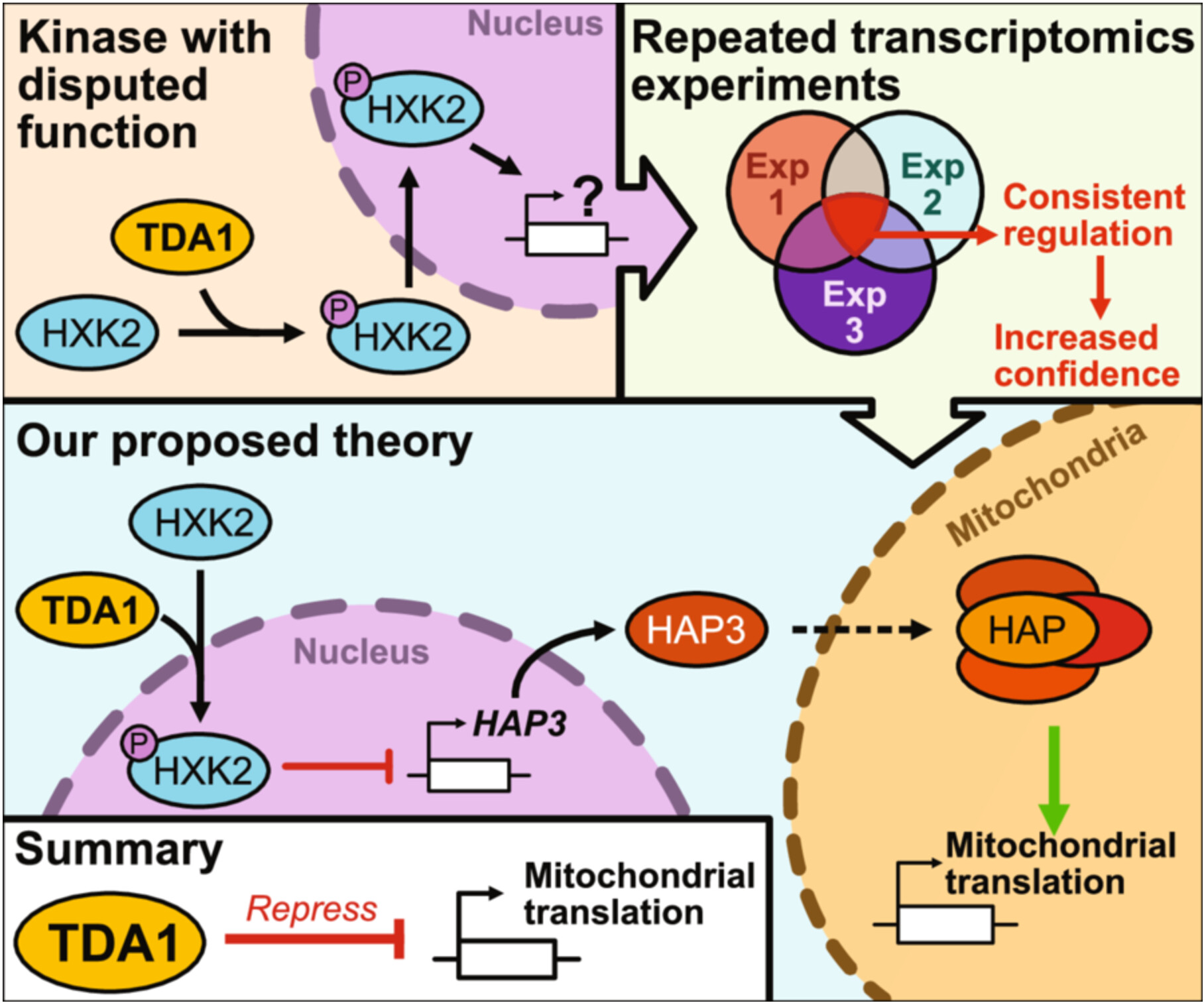 An Investigation of TDA1 Deficiency in Saccharomyces cerevisiae During Diauxic Growth