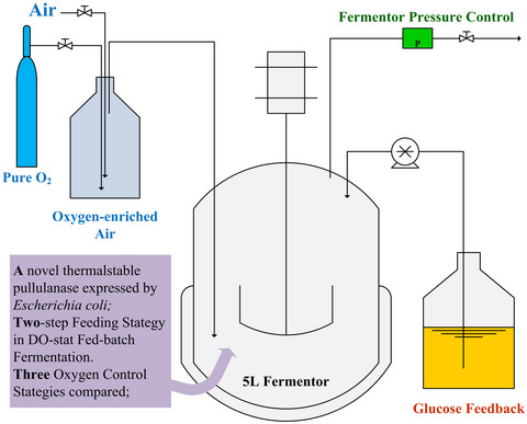 Optimizing the DO-stat protocol for enhanced production of thermostable pullulanase in Escherichia coli by using oxygen control strategies