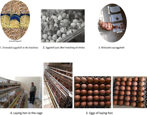 Use of extruded eggshell as a calcium source substituting limestone or oyster shell in the diet of laying hens