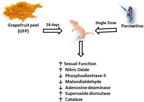 Grapefruit peel extract mitigates paroxetine-induced erectile dysfunction in rats through stimulation of erectile response, antioxidant status, and inhibition of key enzymes related with impaired penile erection