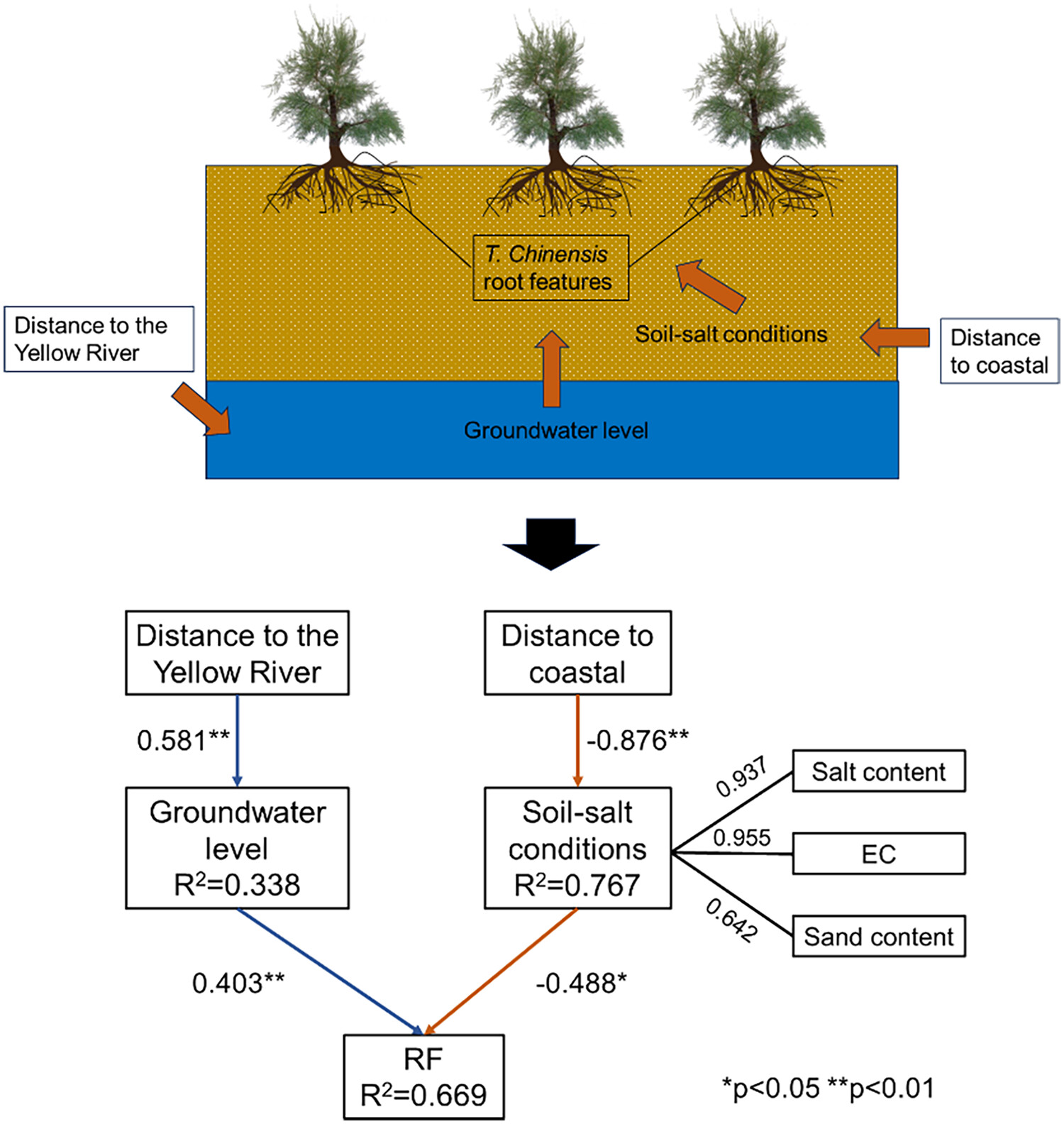 Soil spatial heterogeneity created by river–sea interaction influences Tamarix chinensis root features in the Yellow River Delta