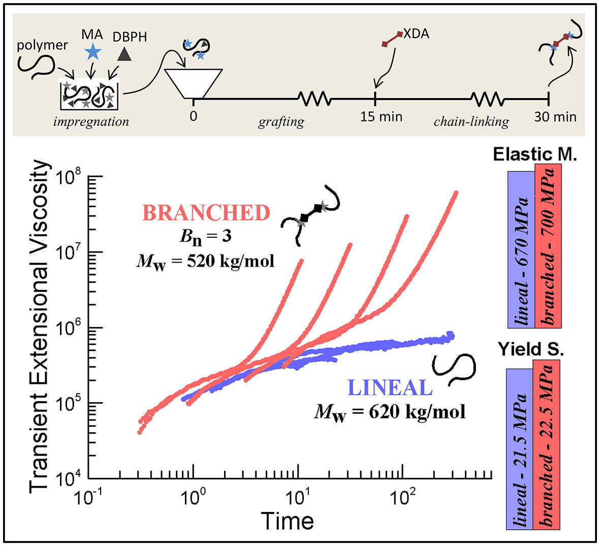 Sequential Reactive Processing for the Synthesis of Branched Polypropylene and Propylene–Ethylene Copolymer