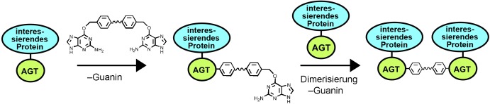 Inducing and Sensing Protein–Protein Interactions in Living Cells by Selective Cross-linking