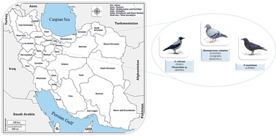 Haemoproteosis and avian malaria in Columbidae and Corvidae from Iran