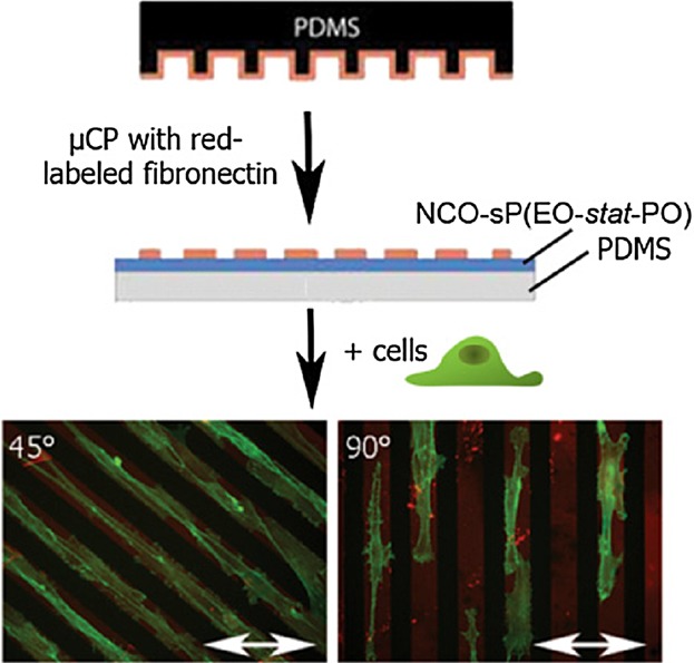 Stable Biochemically Micro-patterned Hydrogel Layers Control Specific Cell Adhesion and Allow Long Term Cyclic Tensile Strain Experiments