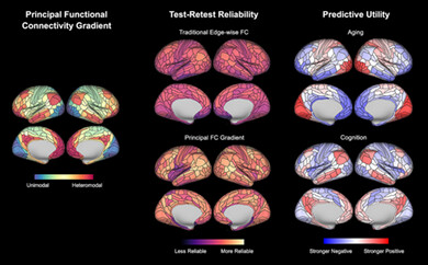 Test–retest reliability and predictive utility of a macroscale principal functional connectivity gradient