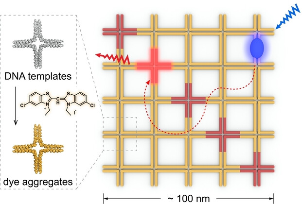 Two-Dimensional Excitonic Networks Directed by DNA Templates as an Efficient Model Light-Harvesting and Energy Transfer System