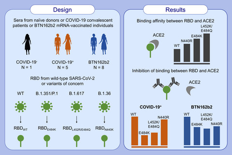 In vitro data suggest that Indian delta variant B.1.617 of SARS-CoV-2 escapes neutralization by both receptor affinity and immune evasion