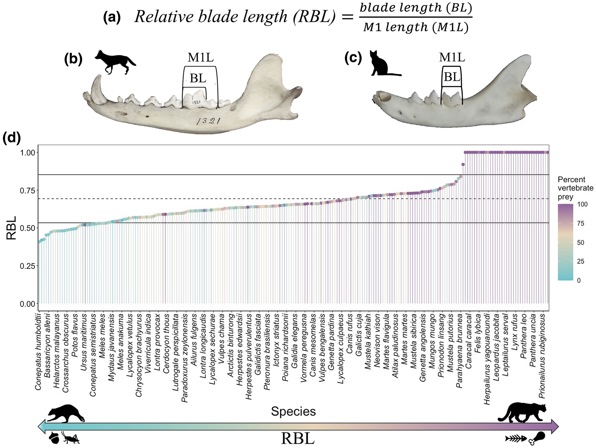 Ecometrics demonstrates that the functional dental traits of carnivoran communities are filtered by climate
