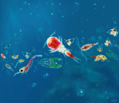 Plankton Ecology in the Gulf of Naples