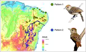 Figure from the article - A new antshrike (Aves: Thamnophilidae) endemic to the Caatinga and the role of climate oscillations and drainage shift in shaping cryptic diversity of Neotropical seasonal dry forests