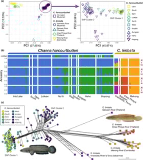 Figure from the paper - Origin of endemic species in a moderately isolated ancient lake: The case of a snakehead in Inle Lake, Myanmar
