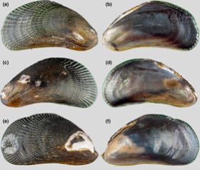 Figure from the paper - A new lineage of fresh- and brackish-water mussels (Bivalvia, Mytilidae) from Southeast Asia