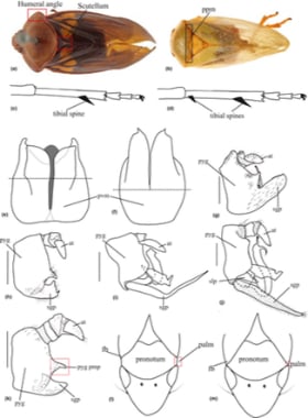Figure from the paper - Molecular phylogeny of Cercopidae (Hemiptera, Cercopoidea)