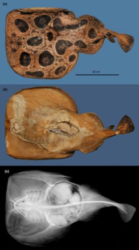 Figure from the paper - From historical expedition diaries to whole genome sequencing: A case study of the likely extinct Red Sea torpedo ray