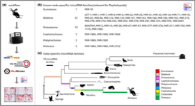 Figure from the article - A renaissance of microRNAs as taxonomic and phylogenetic markers in animals