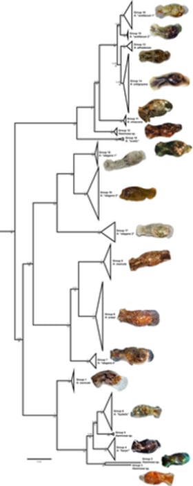 Figure from the article - Molecular phylogeny of the marine snail genus Haminoea (Gastropoda, Cephalaspidea): A framework to study marine diversity and speciation