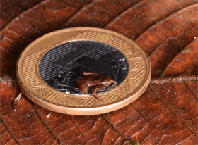 Figure from the article - Zooming in on amphibians: Which is the smallest vertebrate in the world?