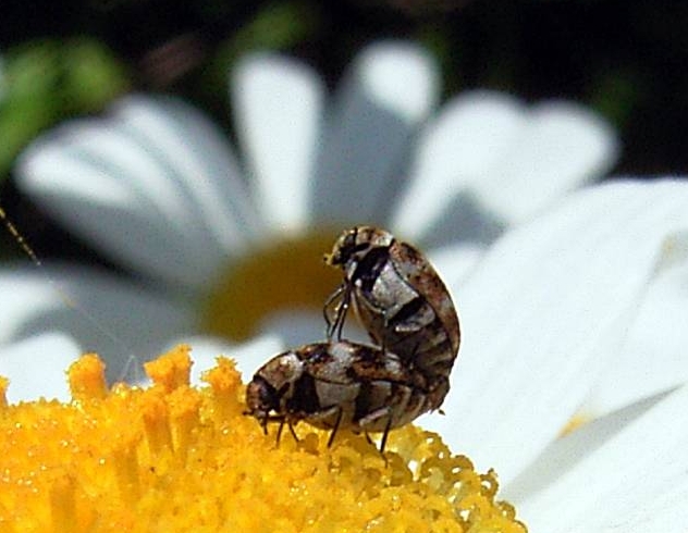 Diapause – a Principal Seasonal Adaptation in Insects
