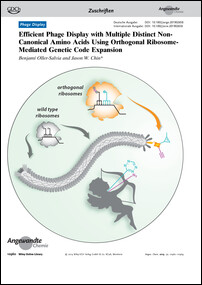 Frontispiz: Efficient Phage Display with Multiple Distinct Non-Canonical Amino Acids Using Orthogonal Ribosome-Mediated Genetic Code Expansion