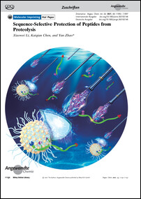 Frontispiz: Sequence-Selective Protection of Peptides from Proteolysis