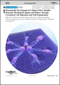 Frontispiz: Dynamically Re-Organized Collagen Fiber Bundles Transmit Mechanical Signals and Induce Strongly Correlated Cell Migration and Self-Organization