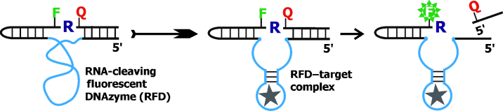 New Test for Germs - Fluorescing DNAzymes detect metabolic products from bacteria