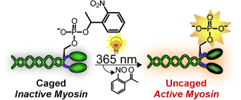 Nano-Motor with a Light Switch - Light-triggered myosin allows real-time study of cells