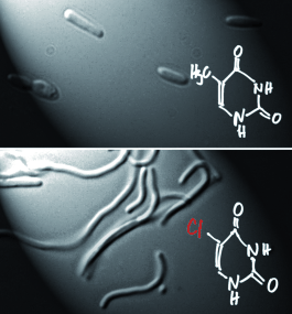 Modified Genetic Alphabet - Chemical evolution generates bacterial strain with artificial nucleotide in its genome