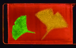 Tricolor Liquid Crystals - Thermal and mechanical stimuli switch the luminescence of a liquid-crystal mixture between three different colors