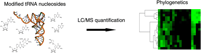 A Code Beyond DNA - Modified tRNA bases are characteristic of species