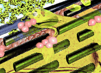 Glass Sponges Inspire - Hybrid material made of collagen fibers and silica as a possible substrate for bone tissue culture