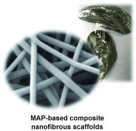 Gluing Cells - Hybrid made from nanofibers and mussel adhesive protein as substrate for tissue culture
