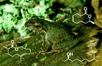 A Hint of Frog in the Air - Macrolides are volatile pheromones from Madagascar frogs