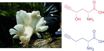 Deadly Chinese Mushrooms - Mushroom amino acids revealed as cause of deaths in Yunnan province